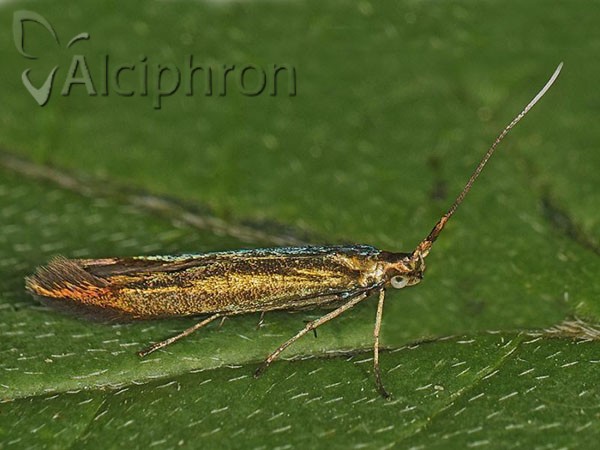 Coleophora amethystinella