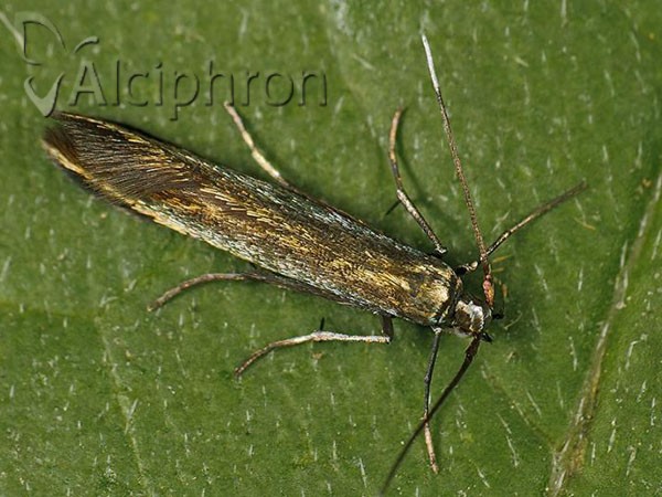 Coleophora amethystinella