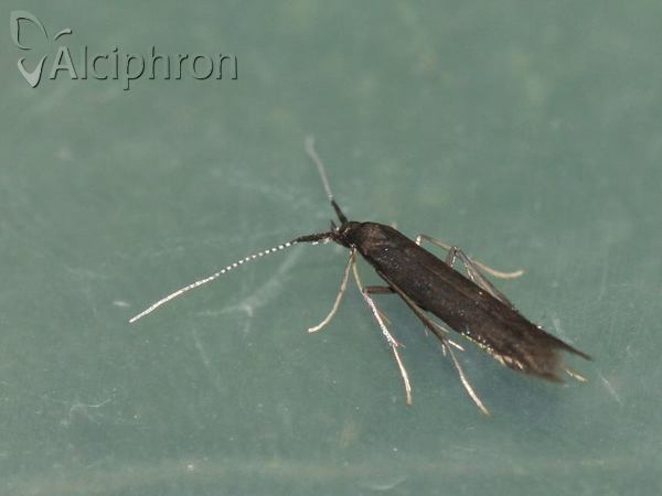 Coleophora hieronella