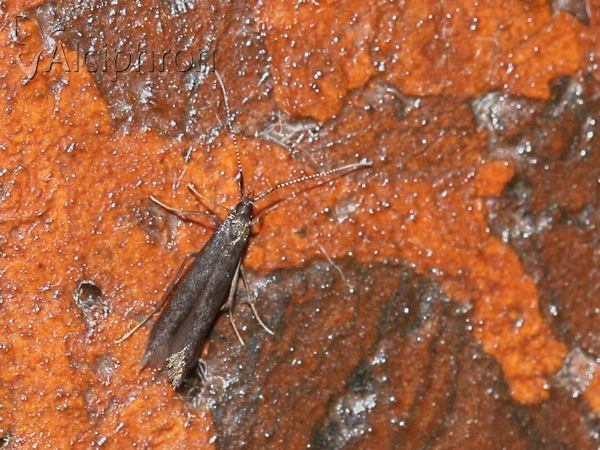 Coleophora hieronella