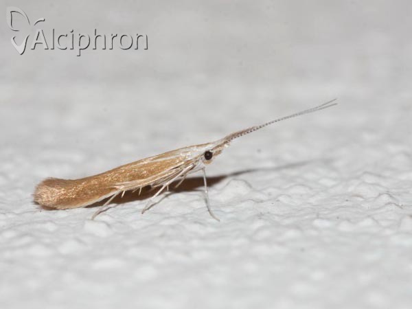 Coleophora ballotella