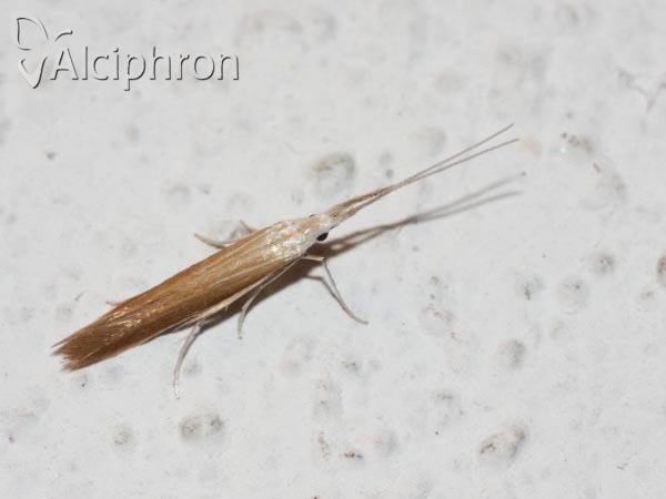 Coleophora ballotella