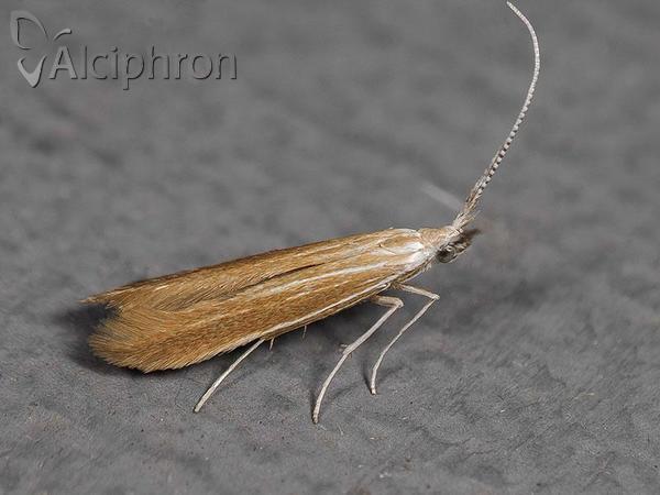 Coleophora ballotella