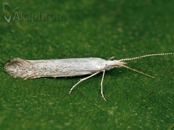 Coleophora anatipenella