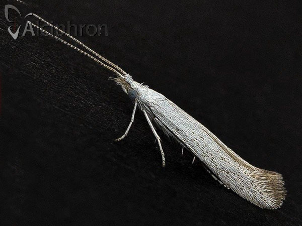 Coleophora anatipenella