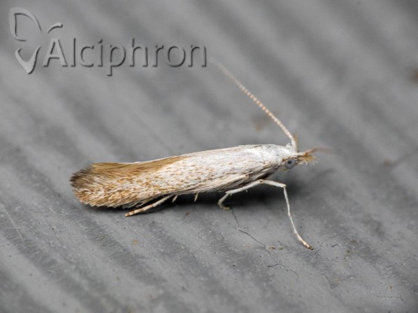 Coleophora anatipenella