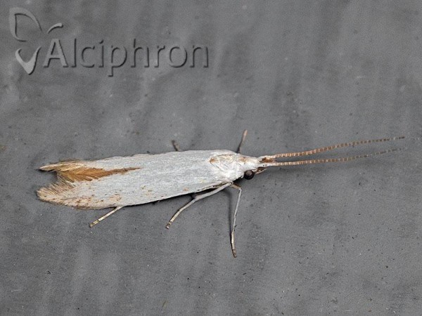 Coleophora anatipenella