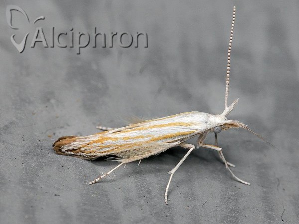 Coleophora ibipennella