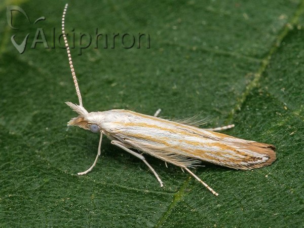 Coleophora ibipennella