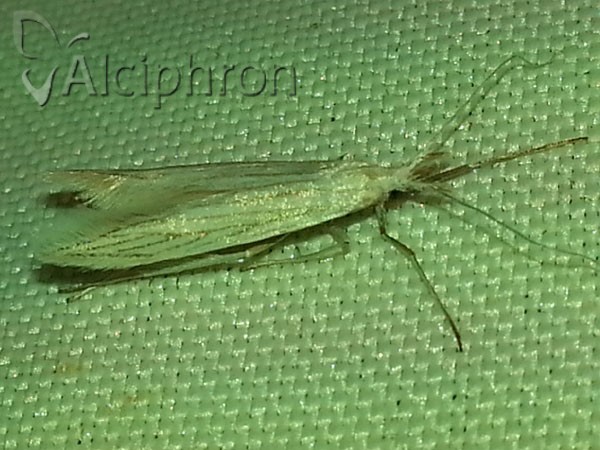 Coleophora brevipalpella