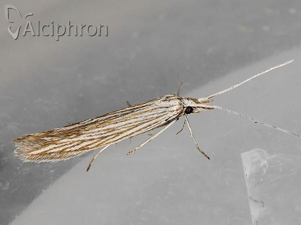 Coleophora mareki