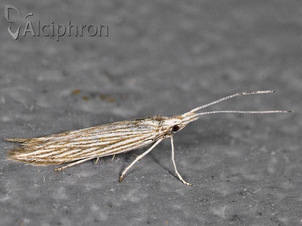 Coleophora mareki