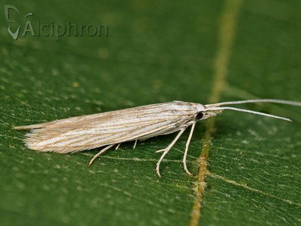 Coleophora mareki