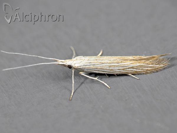 Coleophora mareki