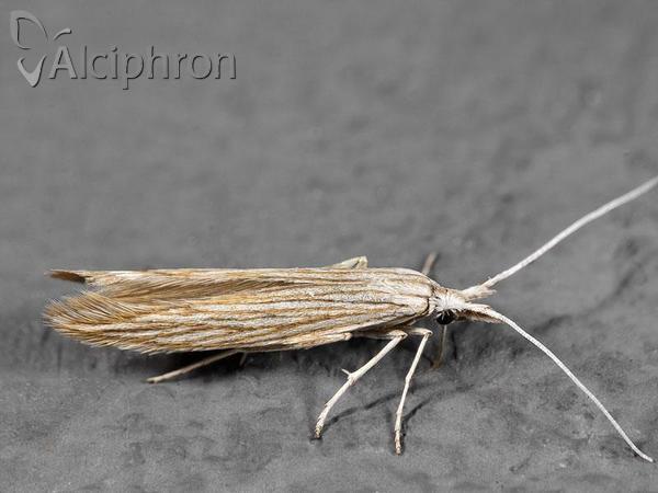 Coleophora mareki