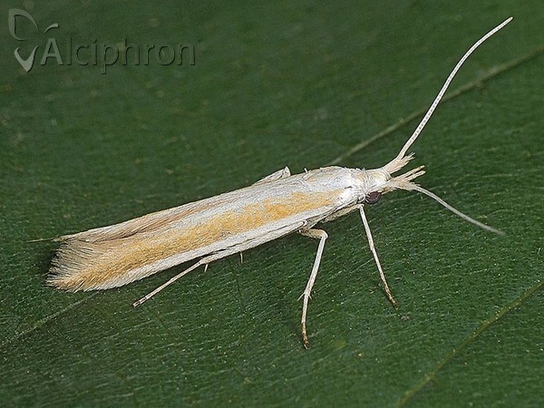 Coleophora dignella
