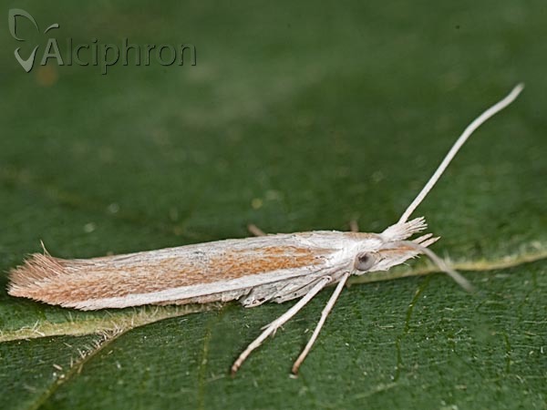 Coleophora dignella