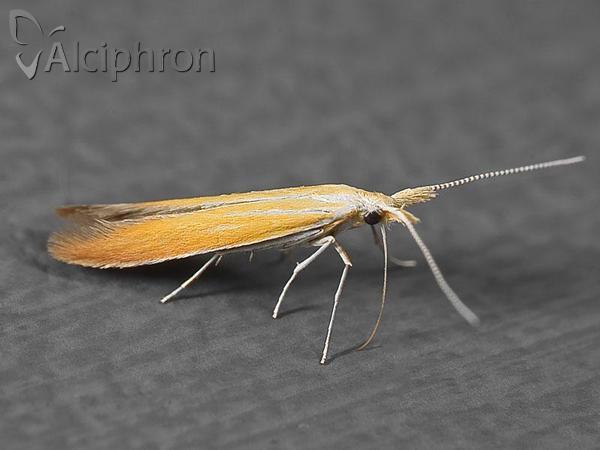 Coleophora coronillae