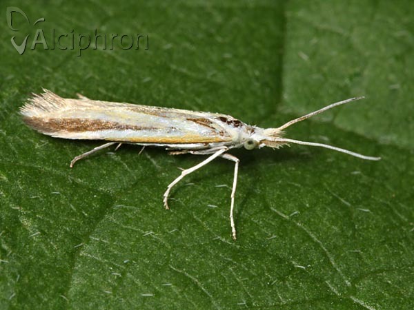 Coleophora conspicuella