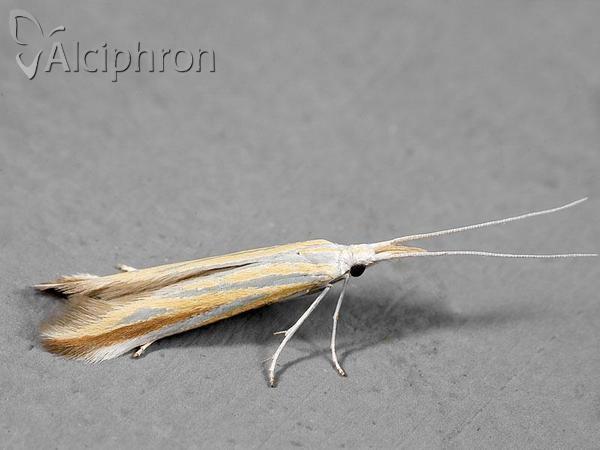 Coleophora conspicuella