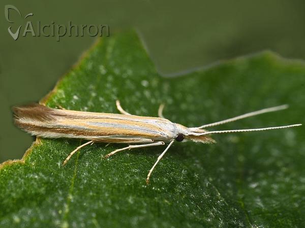 Coleophora conspicuella
