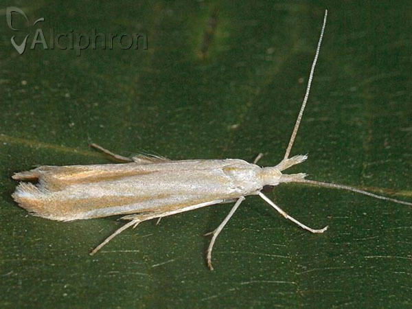Coleophora conspicuella