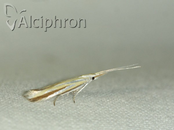 Coleophora conspicuella
