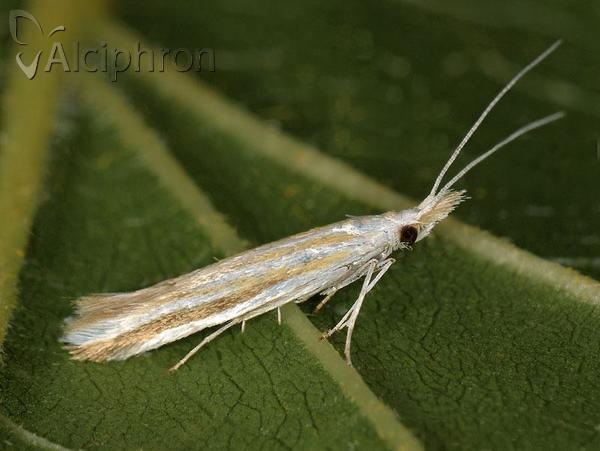 Coleophora ditella