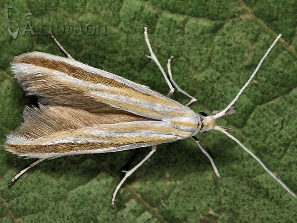 Coleophora ditella
