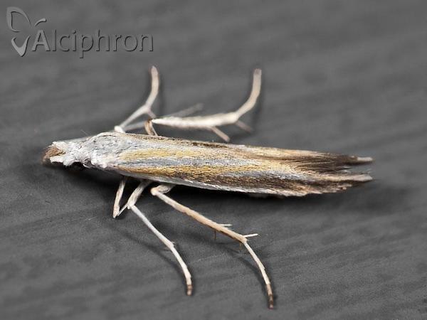 Coleophora ditella