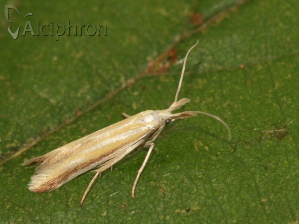Coleophora astragalella