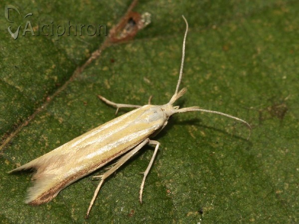 Coleophora astragalella