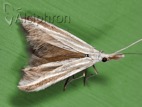 Coleophora caelebipennella