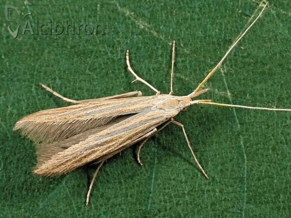 Coleophora ochrea