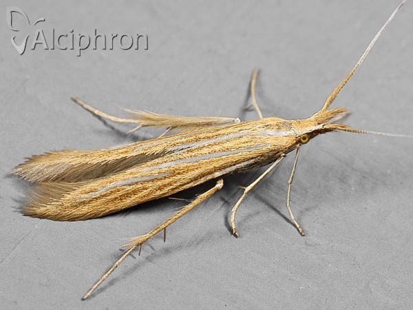 Coleophora ochrea