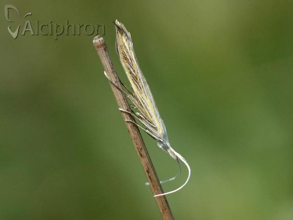 Coleophora lixella