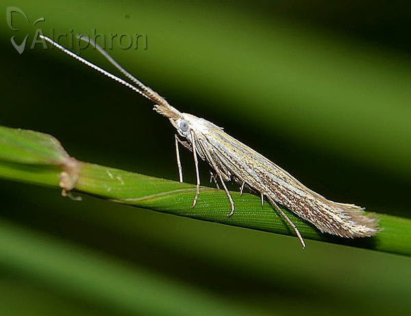 Coleophora lixella