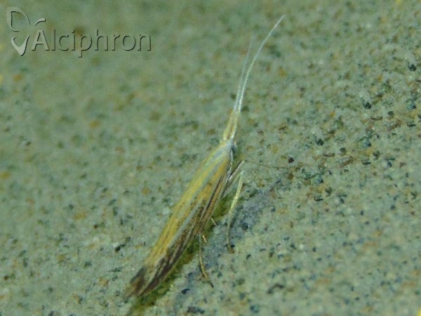 Coleophora lixella