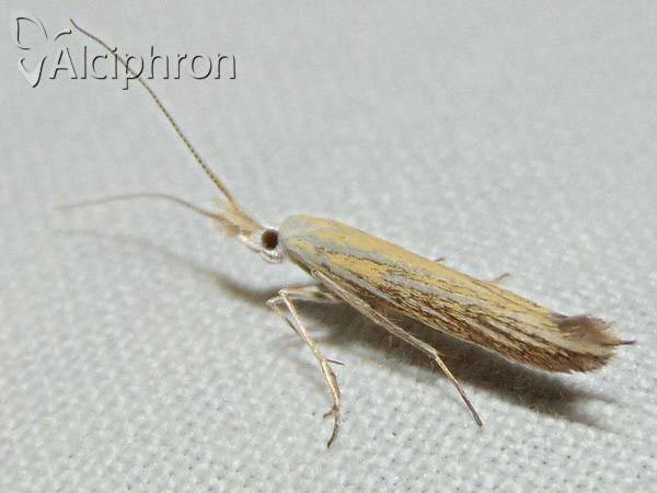 Coleophora lixella