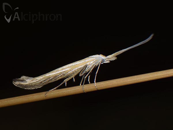 Coleophora lixella