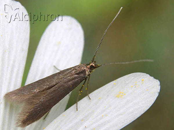 Coleophora laricella