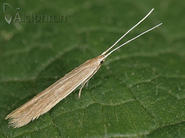 Coleophora glaucicolella