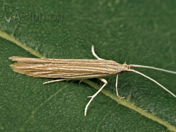 Coleophora therinella