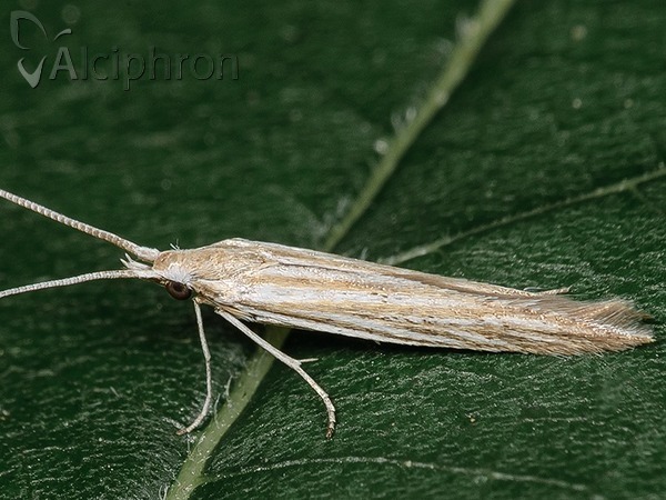 Coleophora asteris