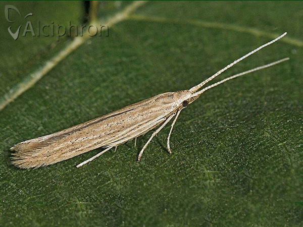 Coleophora versurella