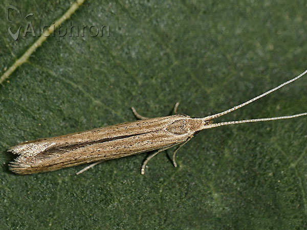 Coleophora versurella