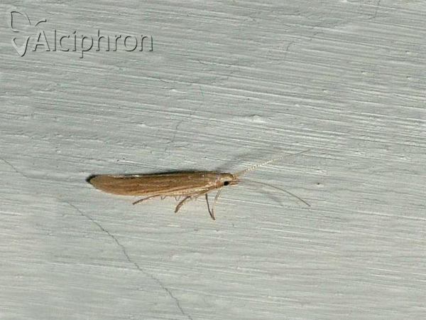 Coleophora artemisicolella