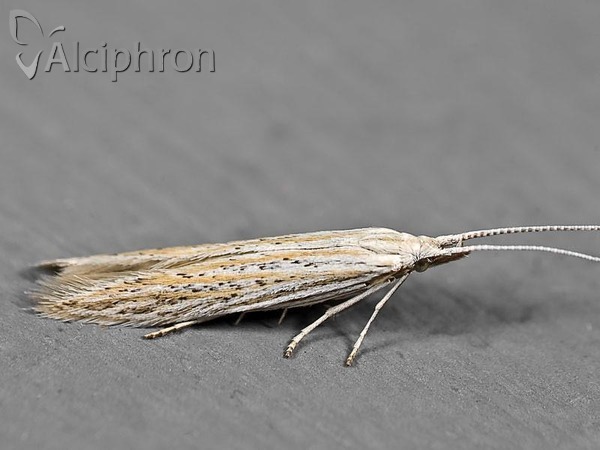 Coleophora succursella