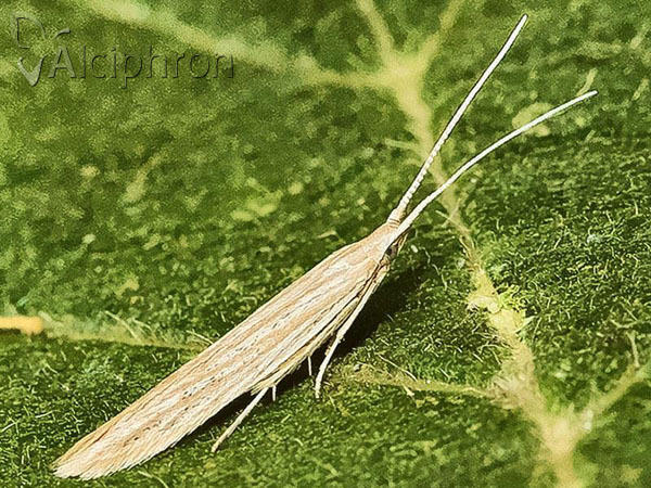 Coleophora succursella