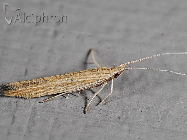 Coleophora trochilella
